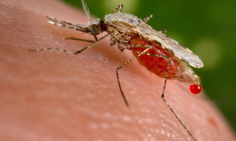 west nile