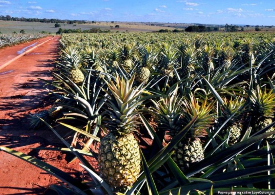 ananas plantatie