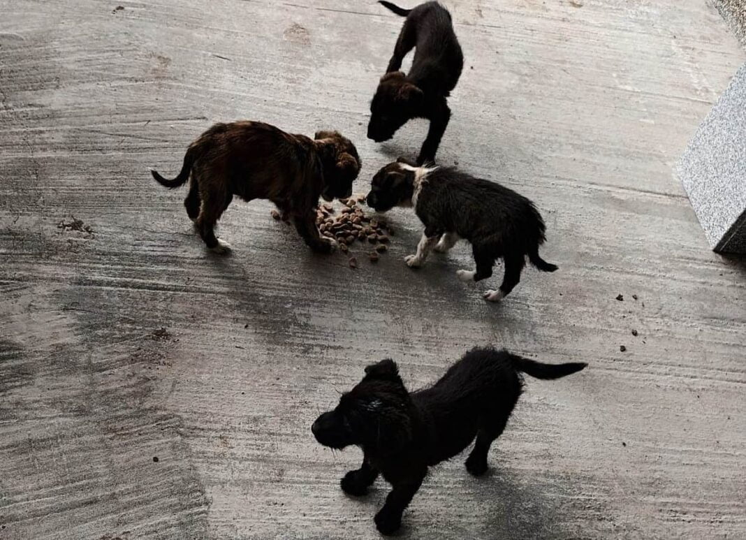 terapie cu câini