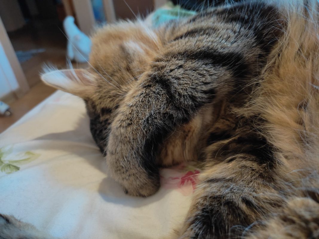 a schingiuit o pisică