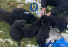 O femeie din Slatina a abandonat în ger şase căţei. Poliţia Animalelor i-a deschis dosar penal