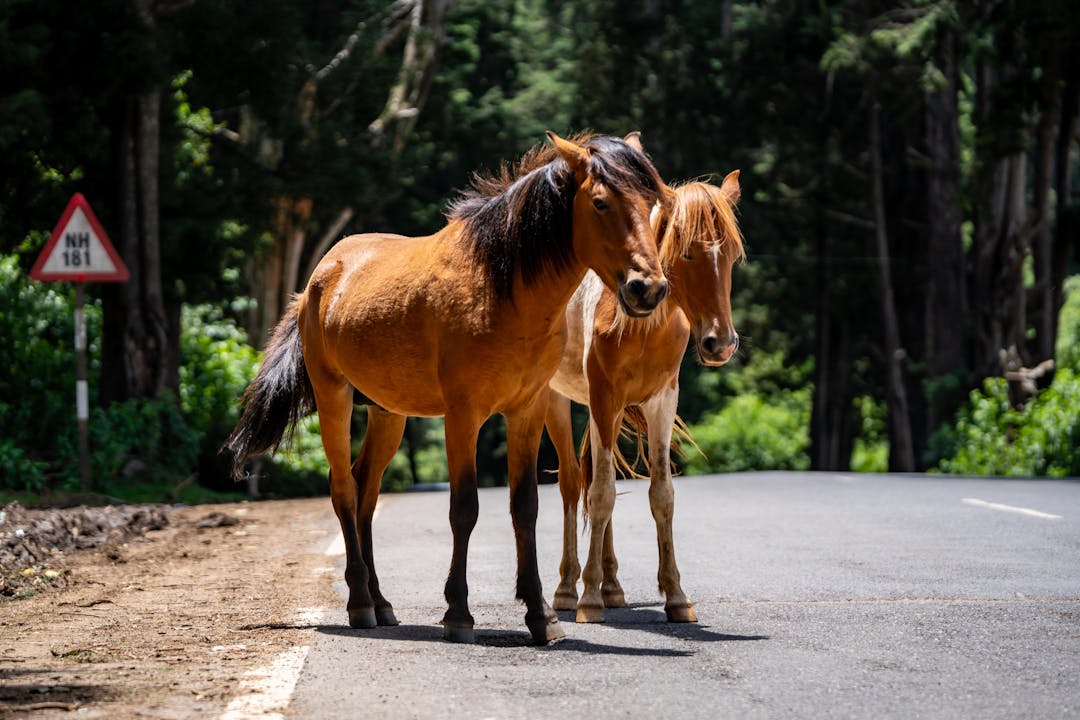 Cai liberi pe Drumul Expres, în zona Bobiceşti
