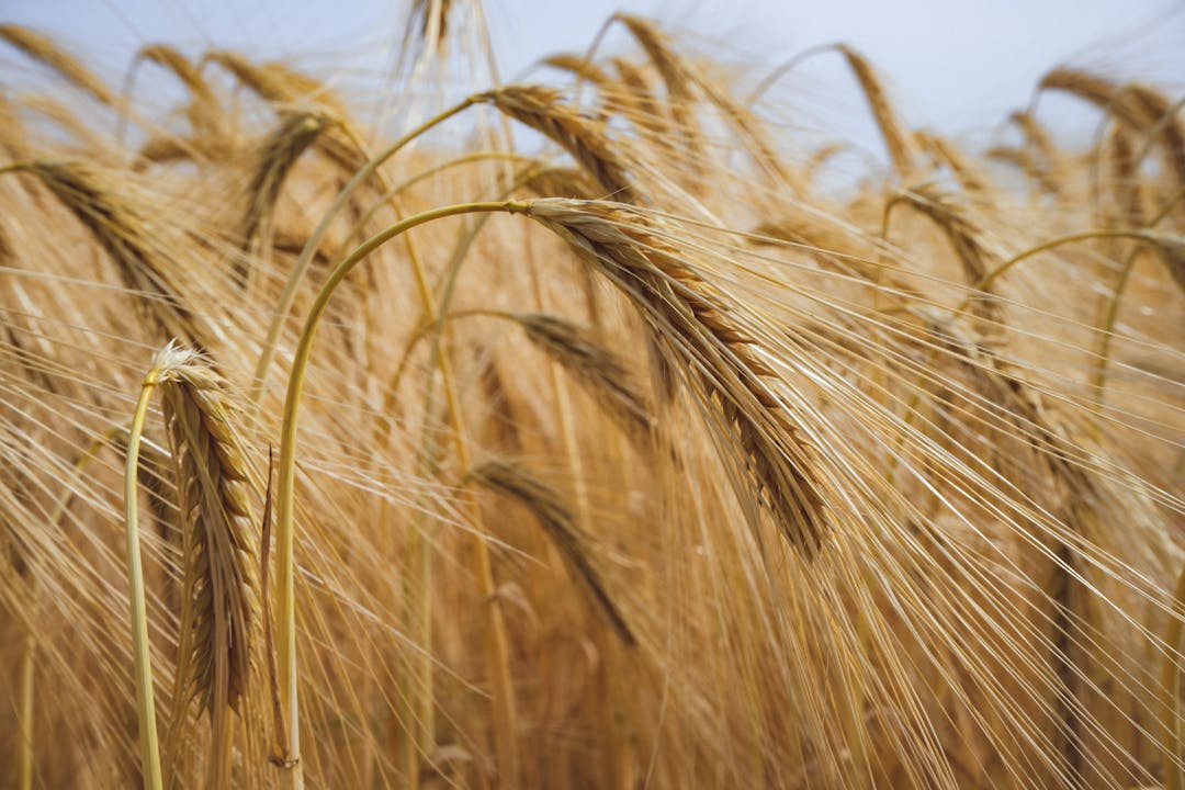 Prognoze optimiste pentru agricultura din Olt: Grâul depășește 7 tone la hectar sursa foto: Pexels