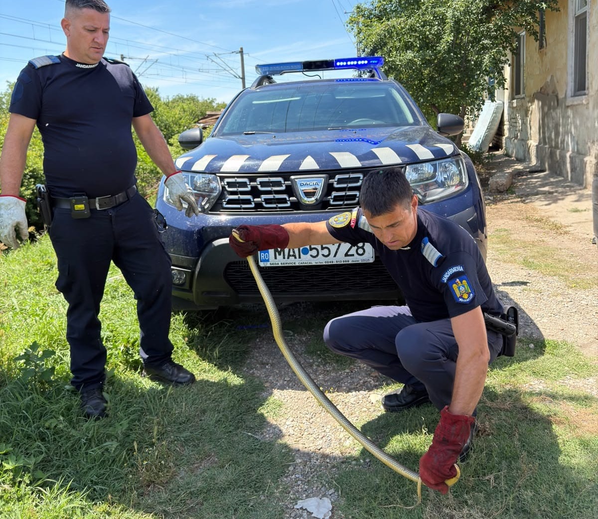 Intervenție inedită a jandarmilor în Olt: Un șarpe de 1,5 metri, scos dintr-o gospodărie