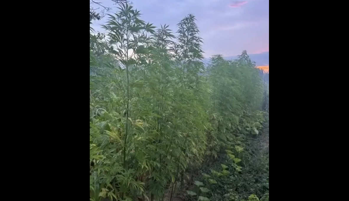 Cultură de o mie de plante de canabis ascunsă printre porumb și viță de vie în Balș: Proprietar reținut