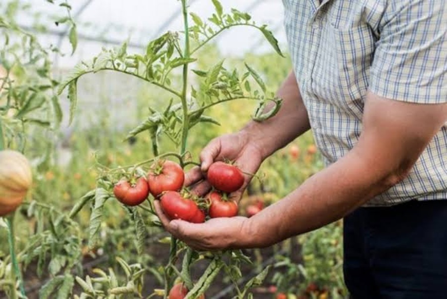 Fermierii din Olt, în pierdere totală. Legumele, vândute sub costul de producție